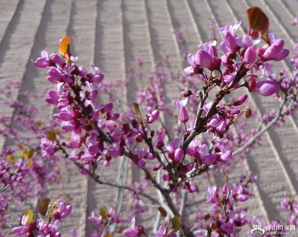 DSC05261-dz.jpg