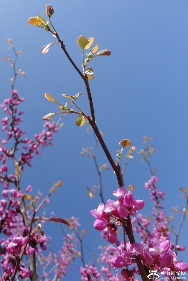 DSC05275-dz.jpg