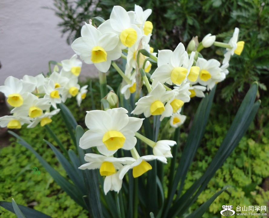 DSC05240-dz.jpg