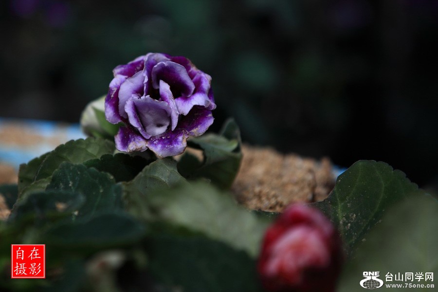 _MG_1617.JPG