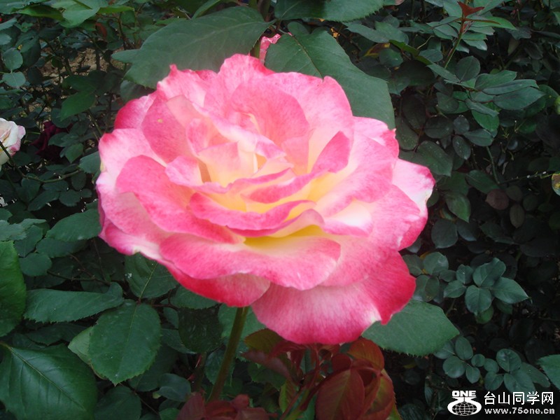 DSC01254_.jpg