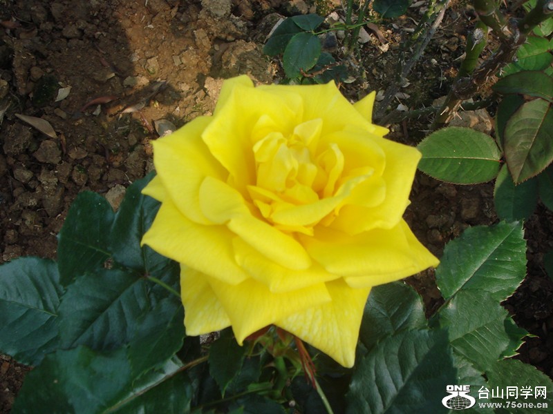 DSC01250_.jpg