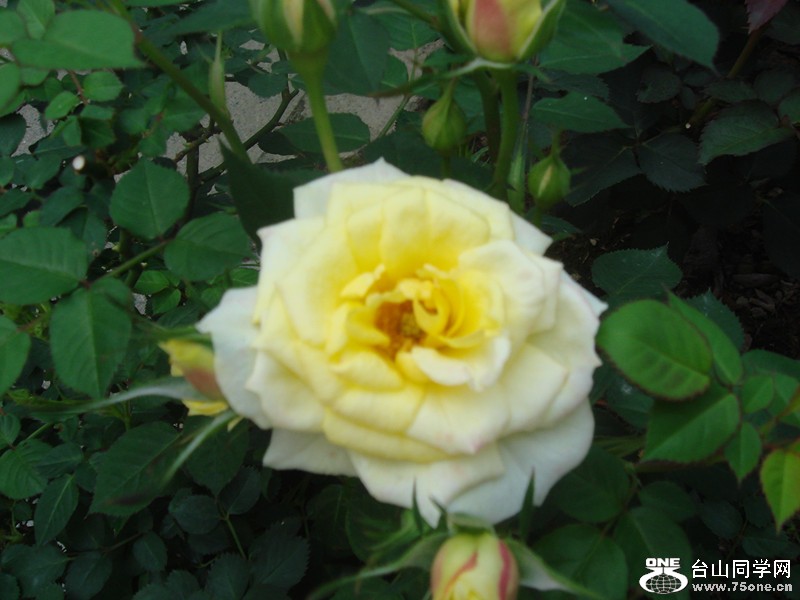 DSC01247_.jpg