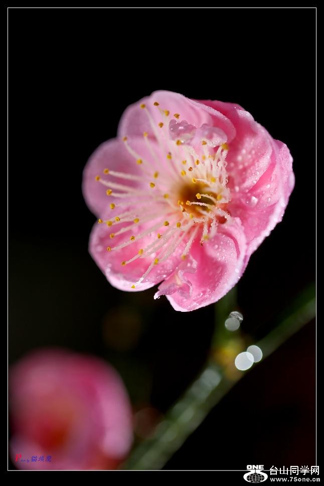 �}�u -45-331-1.jpg