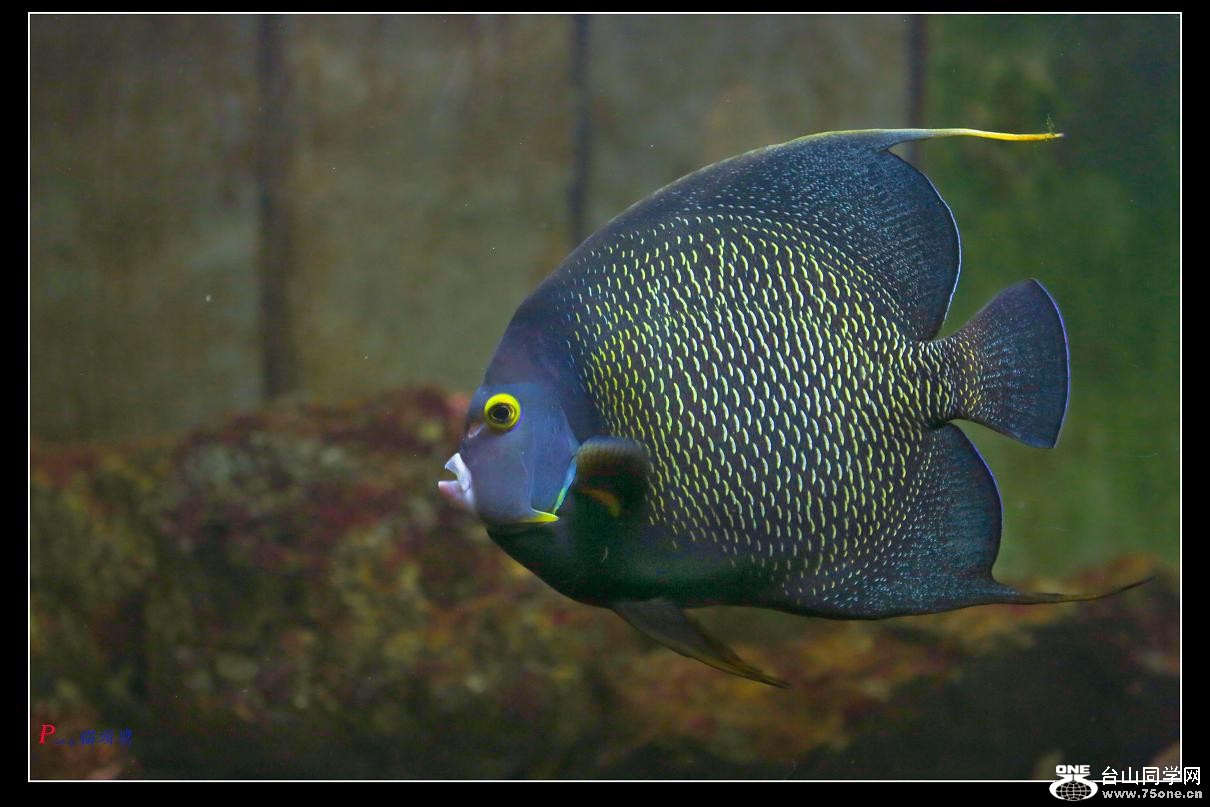 �}�u -59-155-1.jpg