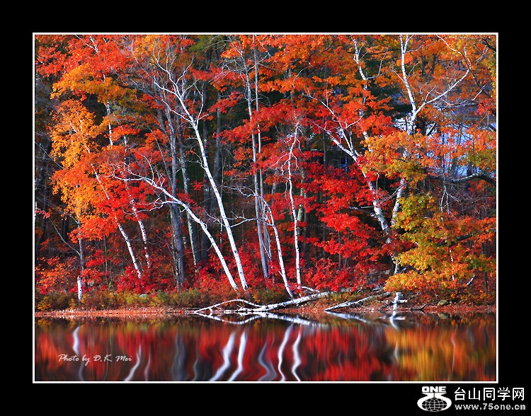 Birch Reflection IIC.jpg