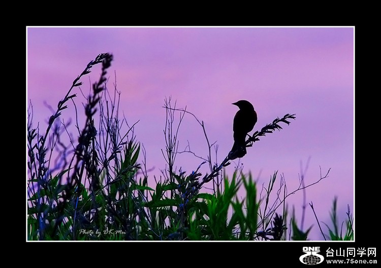 Bird at Sunset.jpg