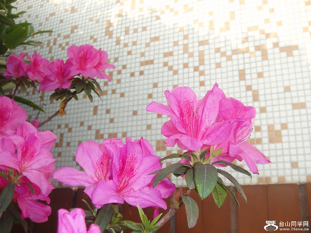 DSC06955.JPG