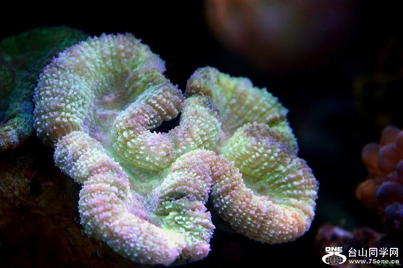 psb (51).jpg