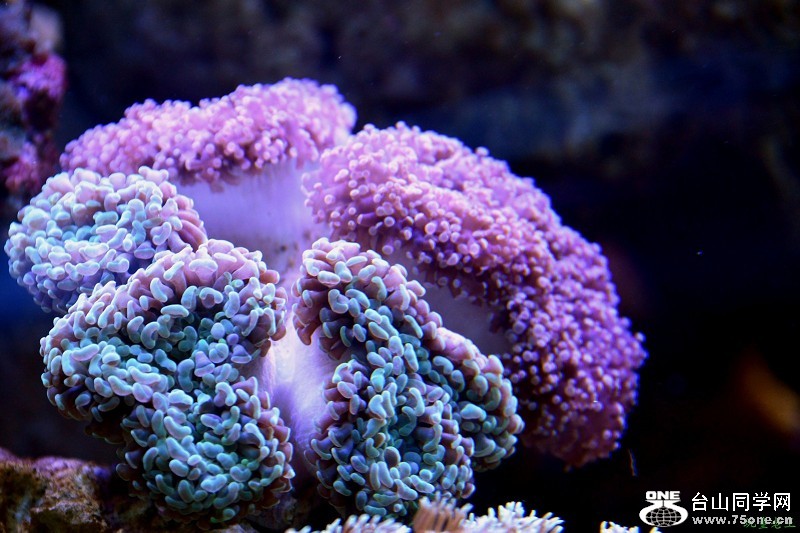 psb (42).jpg