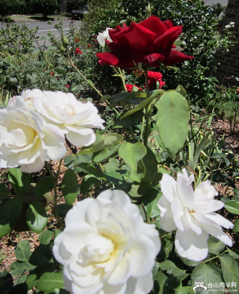 IMG_1894.JPG
