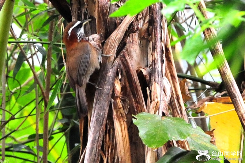 DSC_2336.jpg