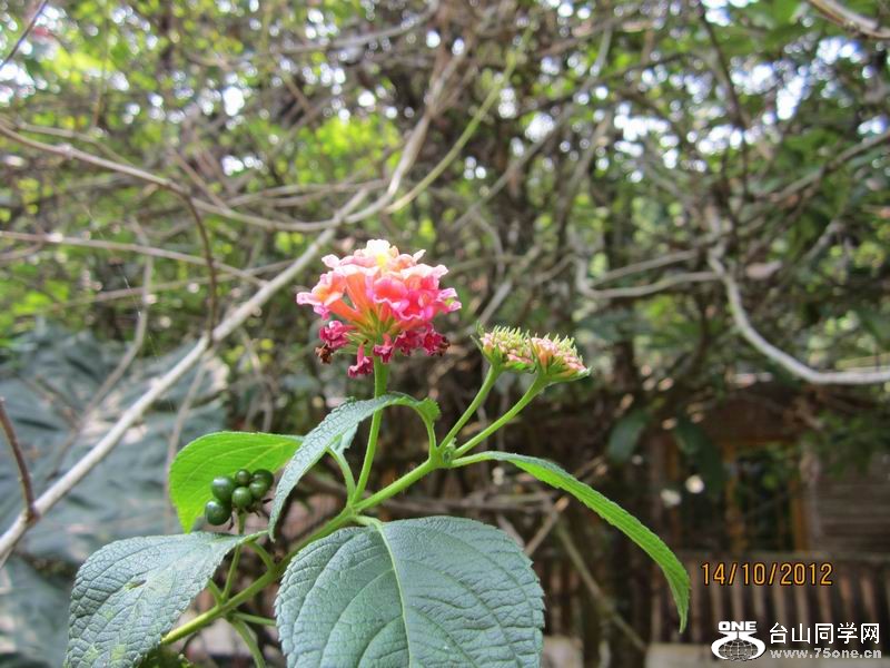 IMG_1864.JPG