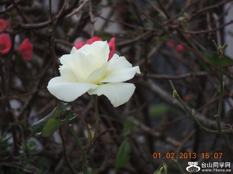 flower 219_.jpg