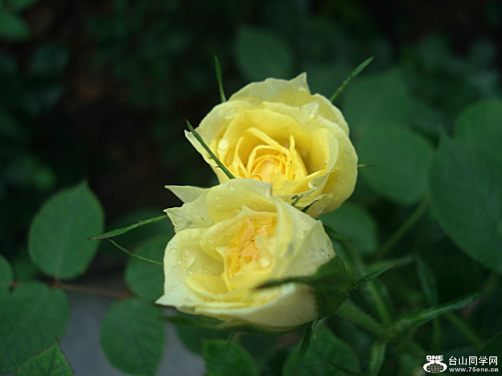 DSC00131.jpg