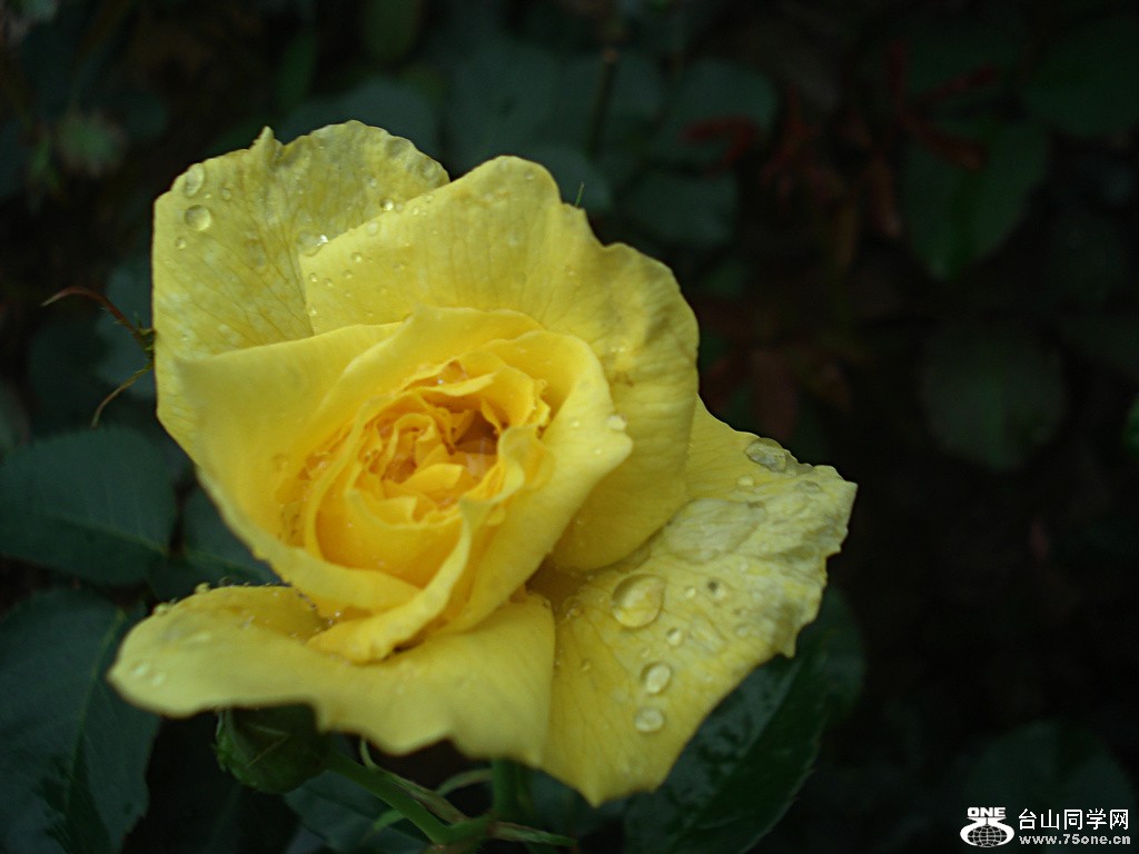 DSC00125.jpg