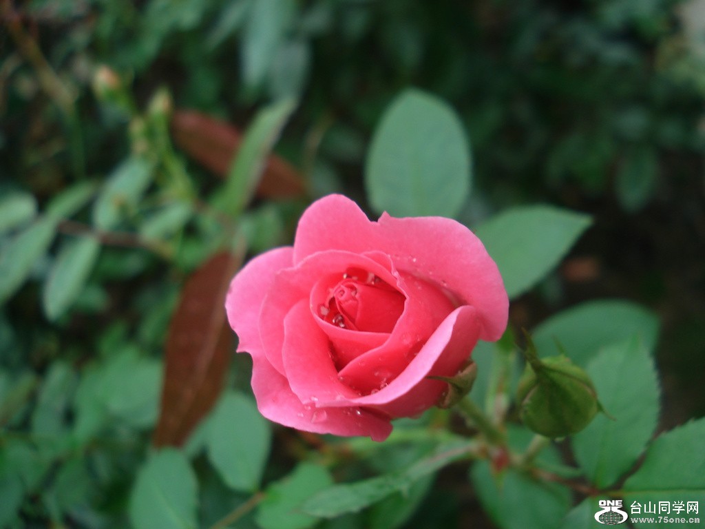 DSC00129.jpg
