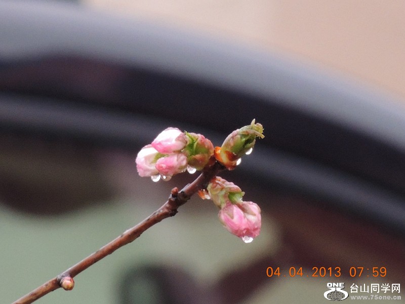 flower 2491_.jpg