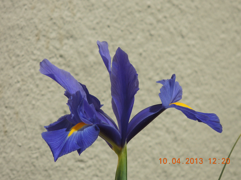 flower 2594_副本.jpg