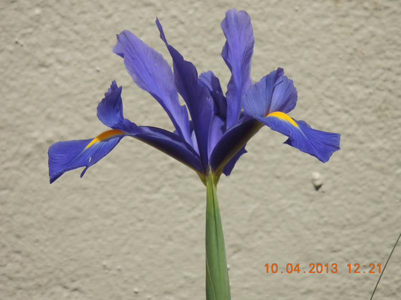 flower 2596_副本.jpg