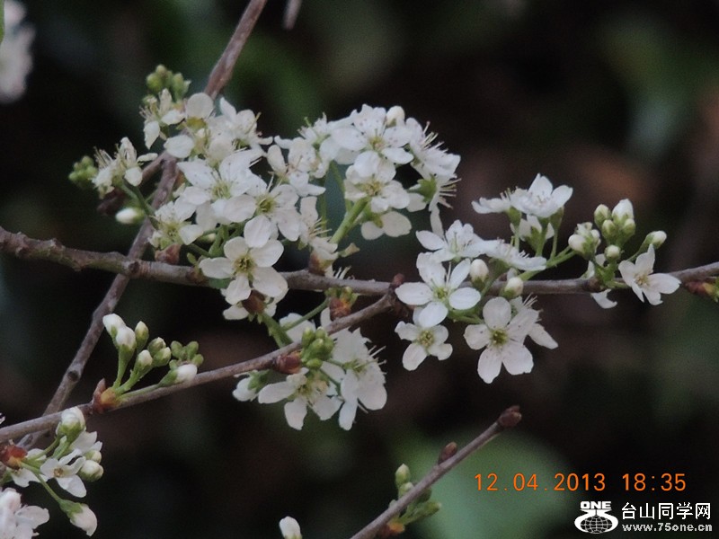 flower 2728_.jpg