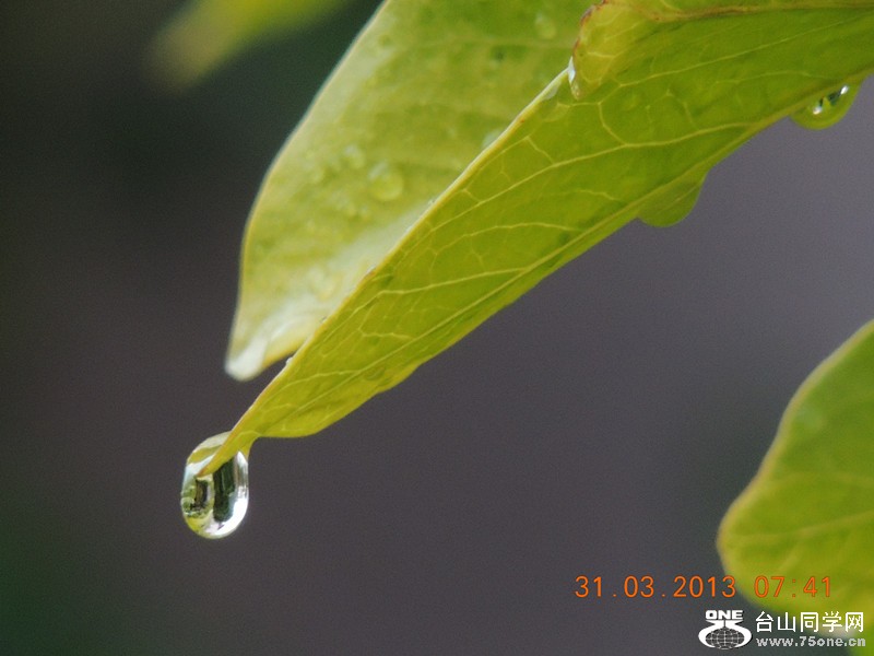 flower 2158_.jpg