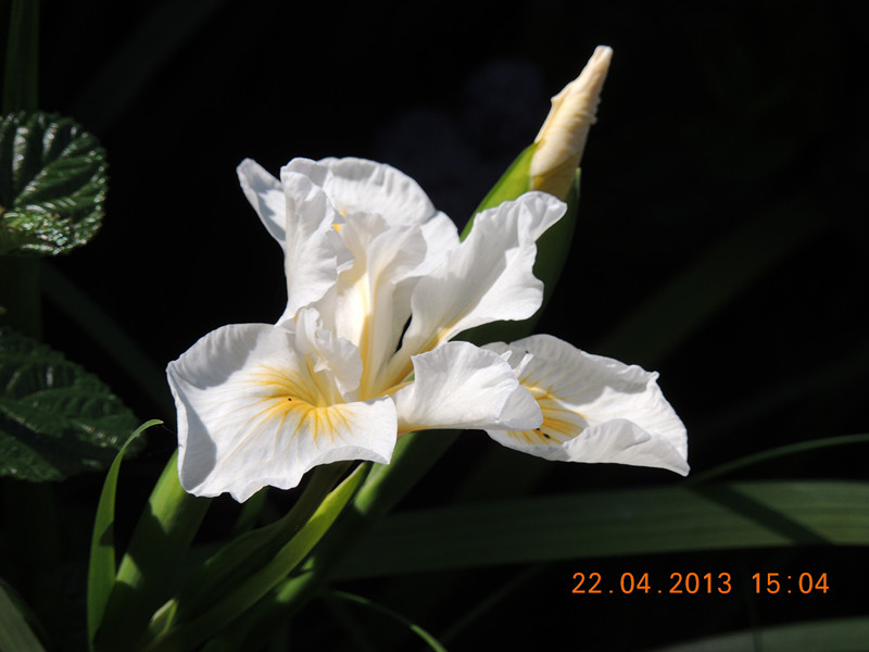 flower 2951_.jpg