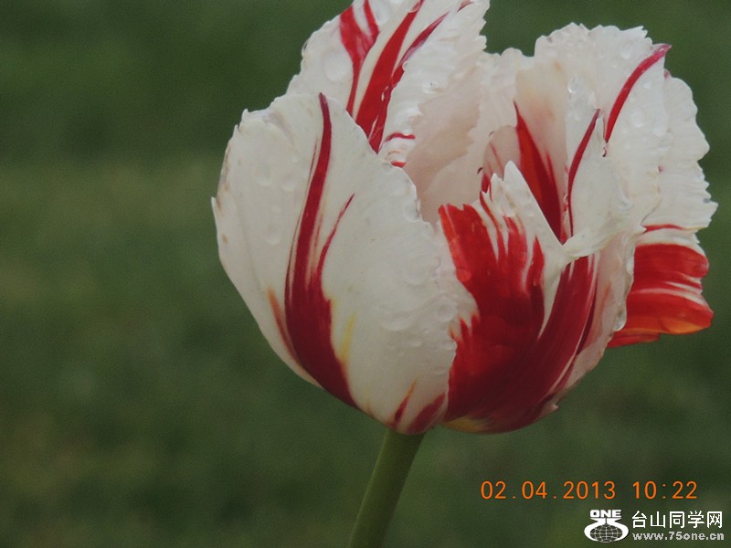 flower 2459_.jpg
