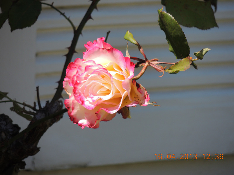 flower 2777_.jpg