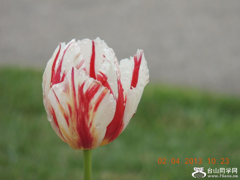 flower 2469_.jpg