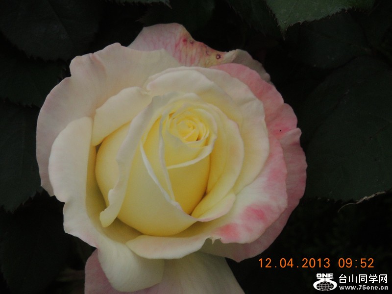 flower 2637_.jpg