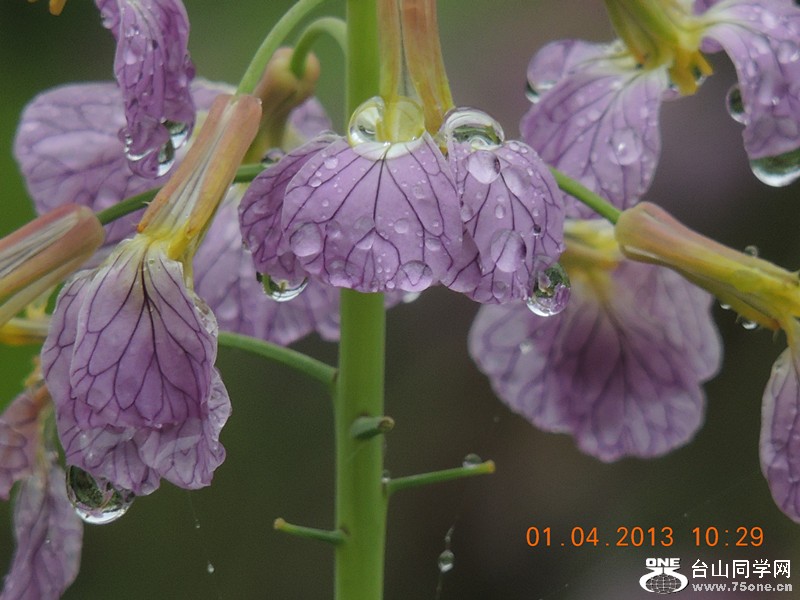 flower 2366_.jpg