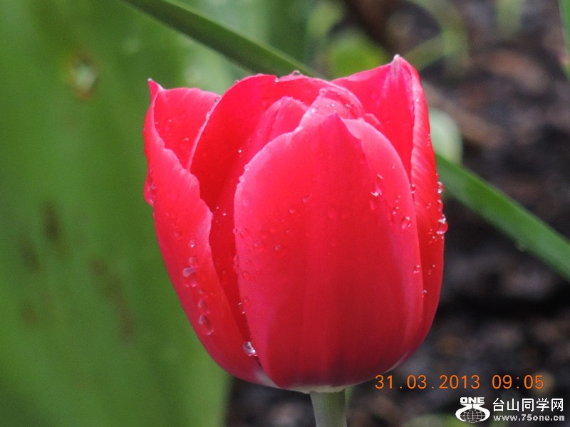 flower 2299_.jpg