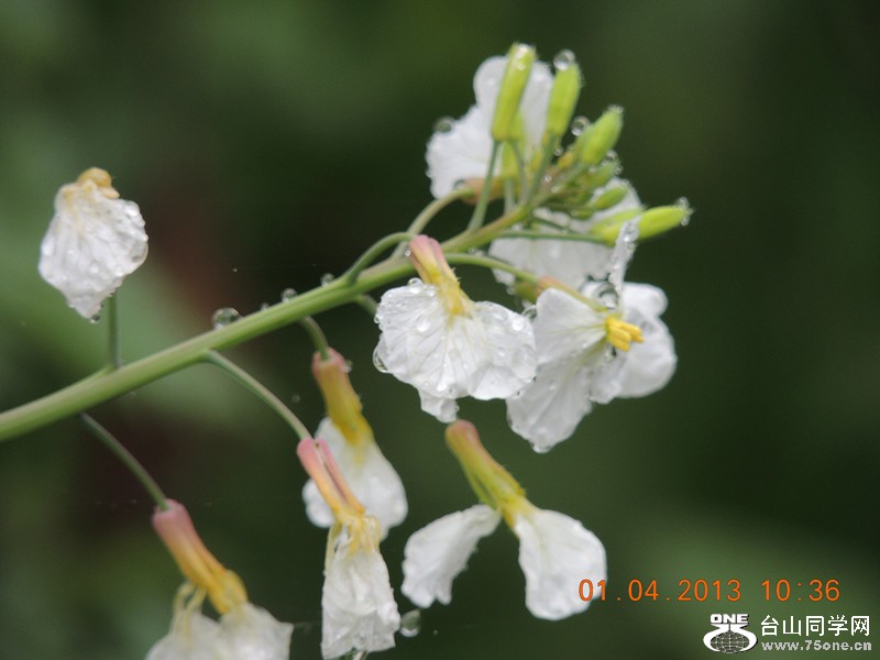 flower 2388_.jpg