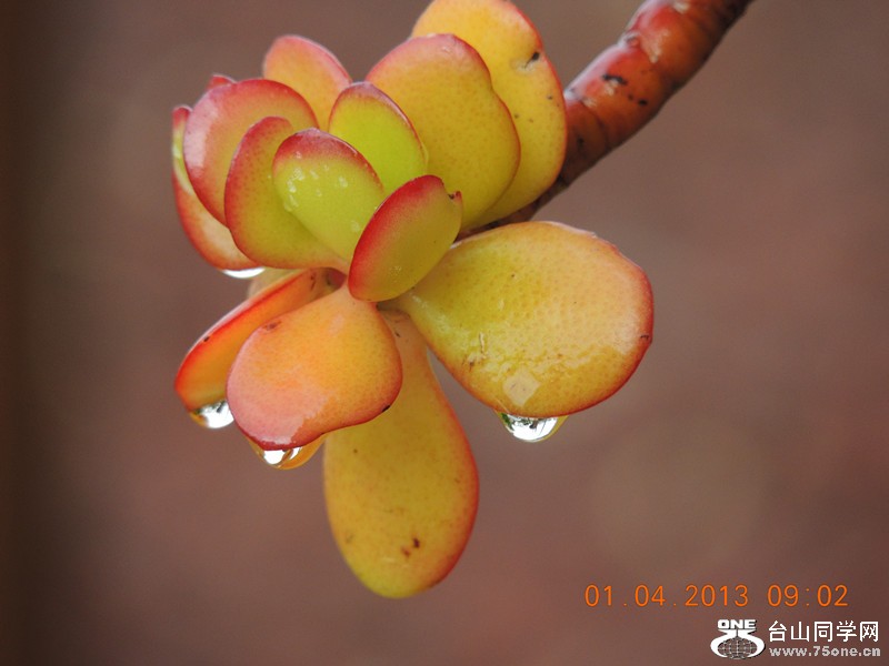 flower 2320_.jpg