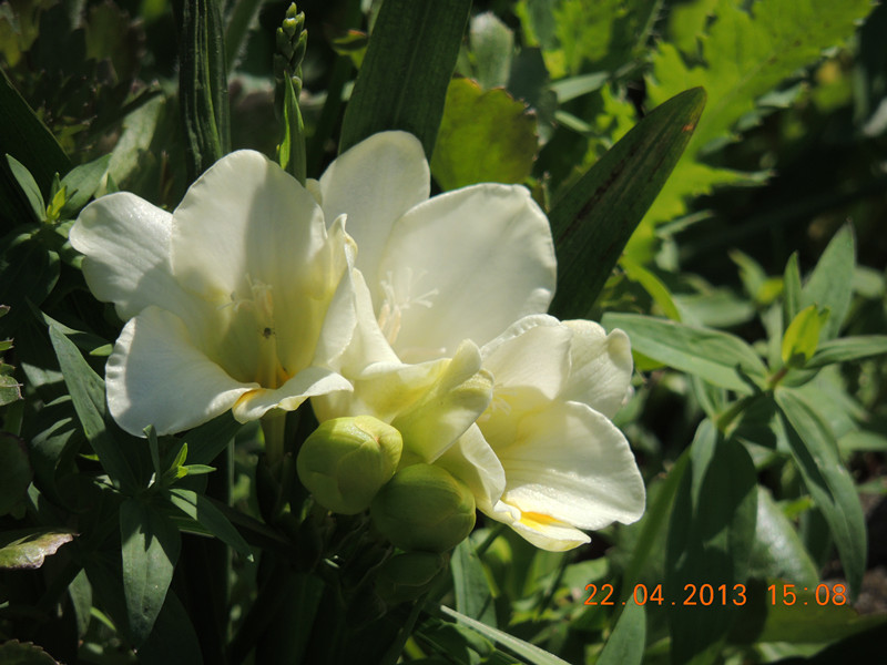 flower 2960_.jpg