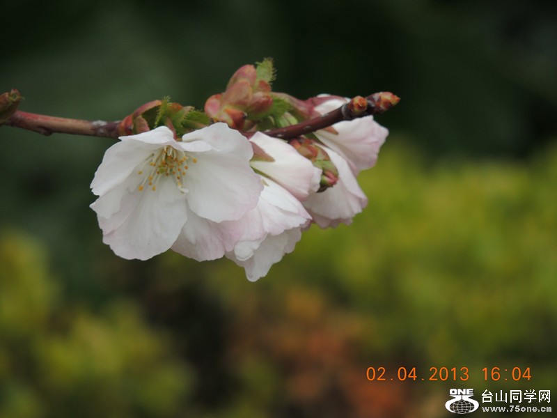 flower 2475_.jpg