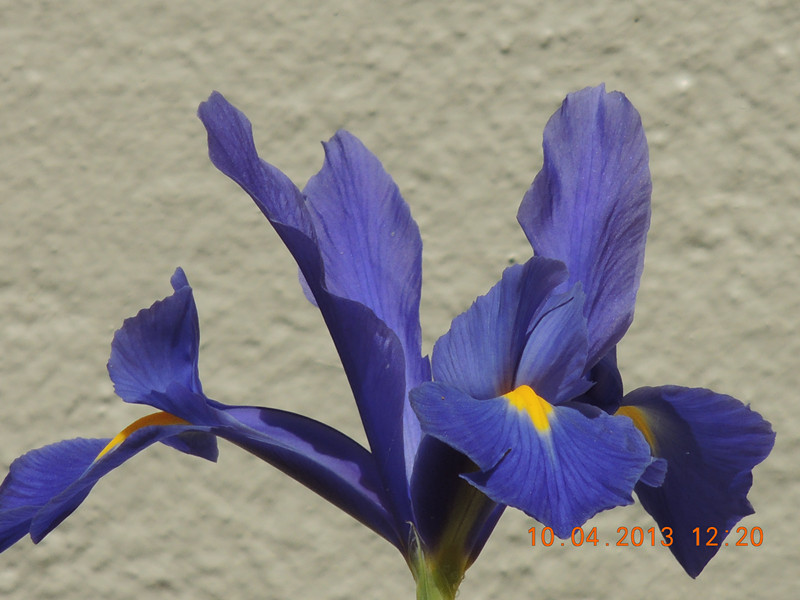 flower 2592_副本.jpg