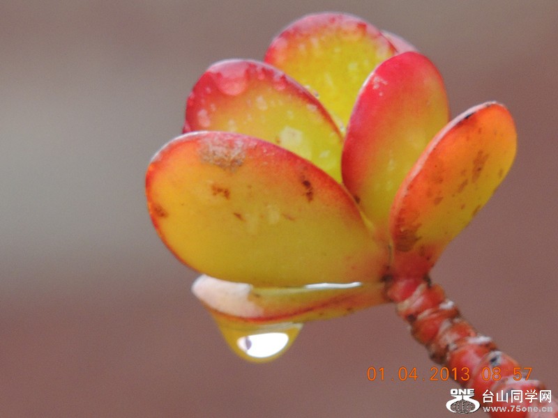 flower 2313_.jpg
