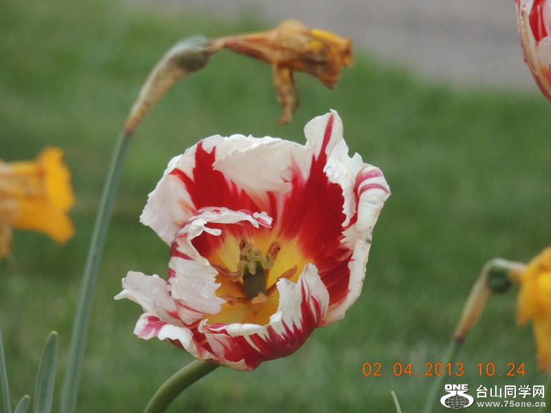 flower 2473_.jpg