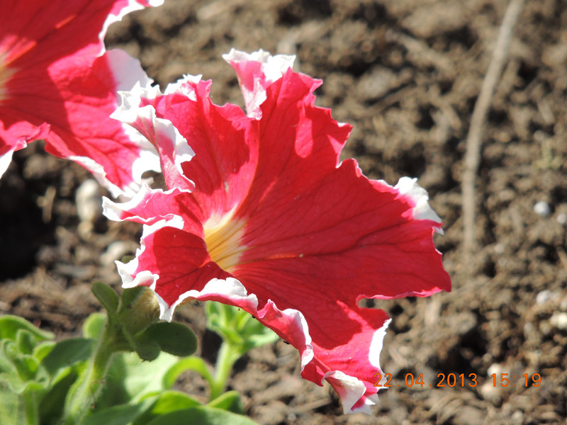 flower 3005_.jpg