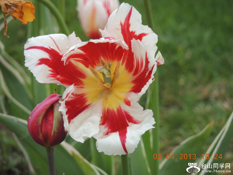 flower 2474_.jpg