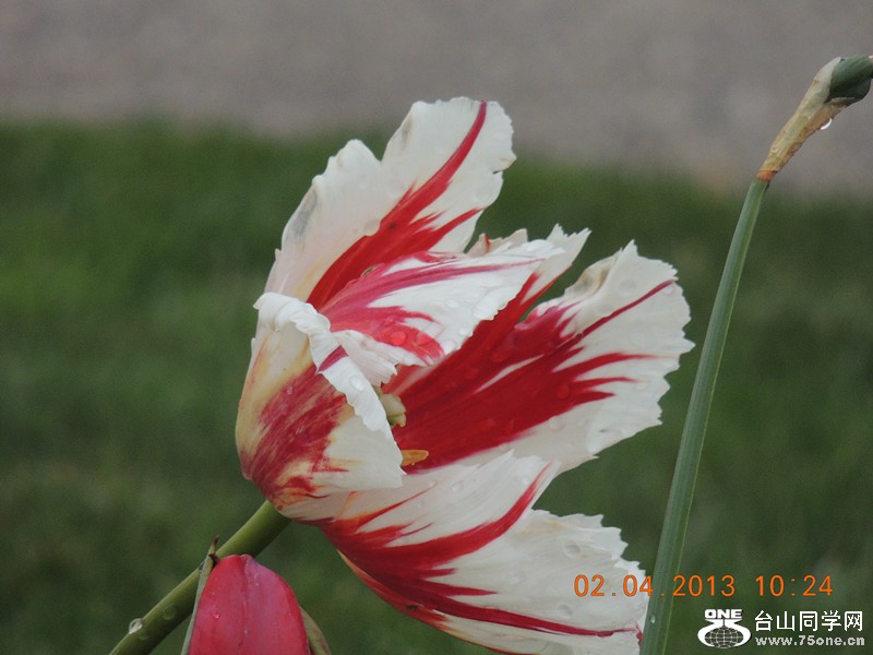 flower 2472_.jpg