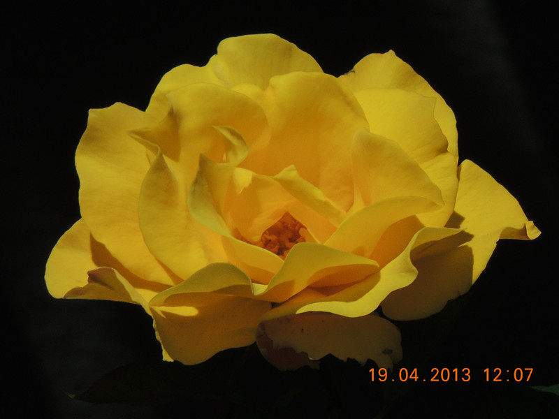 flower 2860_.jpg