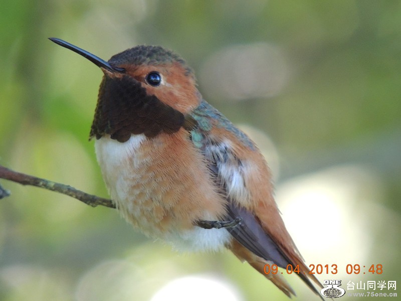 bird 1998_.jpg