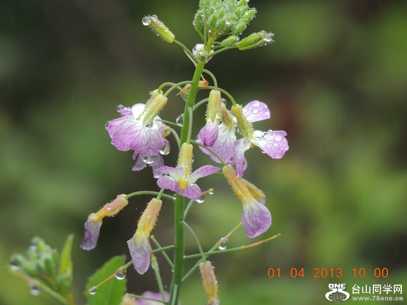flower 2350_.jpg
