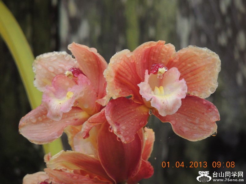 flower 2326_.jpg