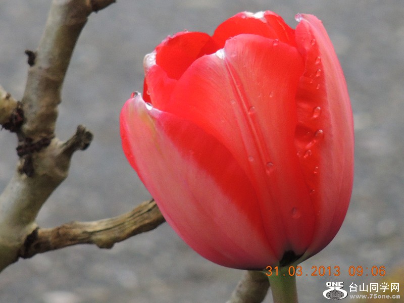 flower 2301_.jpg