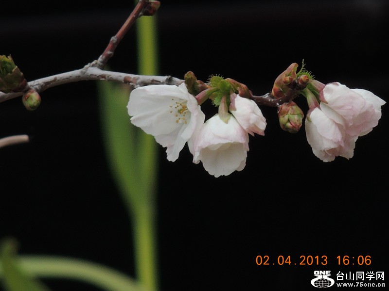 flower 2479_.jpg