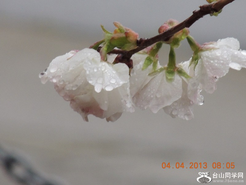 flower 2500_.jpg